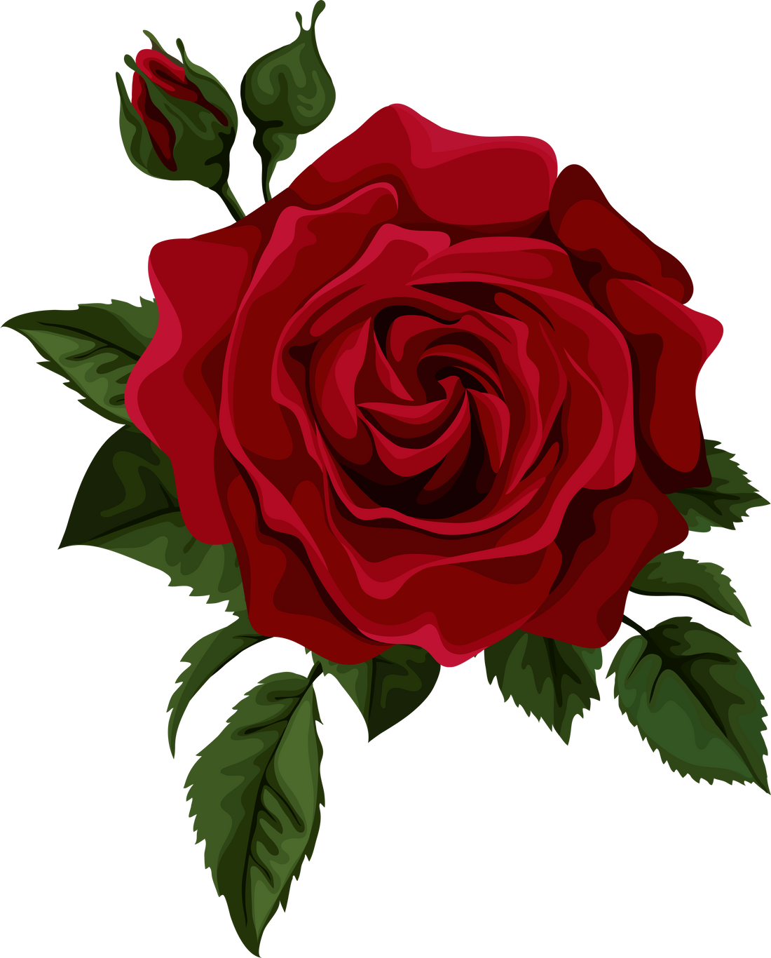 Illustration of a Rose